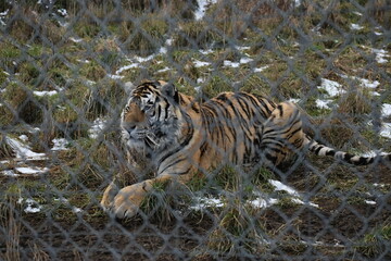 Animal