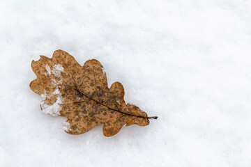 Fallen oak lit on the snow. Space for text. Concept: winter background, fading nature, seasonal weather, greeting card, biology, plant growing.