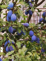 Plums in the garden