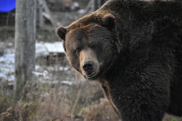 Animal