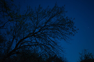Branches of tree with rare foliage on the night  starry  sky background
