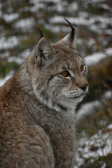 Animal