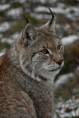 Animal
