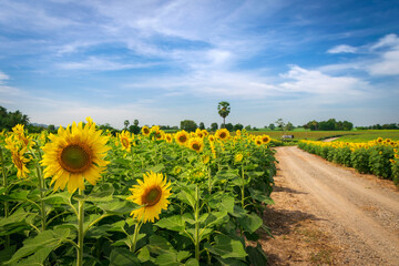 Sunflower natural background. Sunflower blooming. Close-up of sunflower