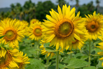 Sunflower natural background. Sunflower blooming. Close-up of sunflower