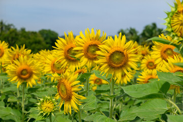 Fototapeta premium Sunflower natural background. Sunflower blooming. Close-up of sunflower