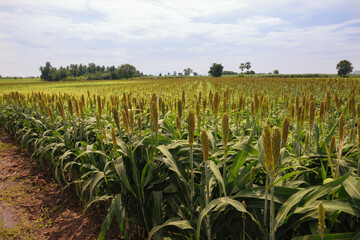 Fototapeta premium field of sorghum, named also durra, jowari, or milo. Is cultivated for its grain and used for food for animals and humans, and for ethanol production