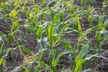 Corn leaf damage by insect and pest, Corn leaf damaged by fall armyworm Spodoptera frugiperda.Corn leaves attacked by worms