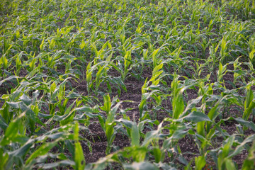 Corn leaf damage by insect and pest, Corn leaf damaged by fall armyworm Spodoptera frugiperda.Corn leaves attacked by worms