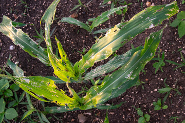 Corn leaf damage by insect and pest, Corn leaf damaged by fall armyworm Spodoptera frugiperda.Corn leaves attacked by worms