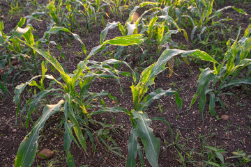 Corn leaf damage by insect and pest, Corn leaf damaged by fall armyworm Spodoptera frugiperda.Corn leaves attacked by worms