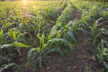 Corn leaf damage by insect and pest, Corn leaf damaged by fall armyworm Spodoptera frugiperda.Corn leaves attacked by worms