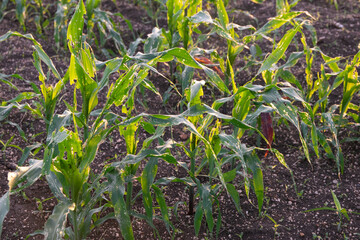 Corn leaf damage by insect and pest, Corn leaf damaged by fall armyworm Spodoptera frugiperda.Corn leaves attacked by worms