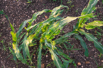 Corn leaf damage by insect and pest, Corn leaf damaged by fall armyworm Spodoptera frugiperda.Corn leaves attacked by worms