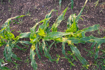 Corn leaf damage by insect and pest, Corn leaf damaged by fall armyworm Spodoptera frugiperda.Corn leaves attacked by worms