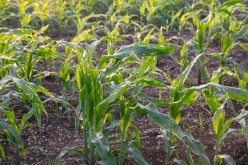 Corn leaf damage by insect and pest, Corn leaf damaged by fall armyworm Spodoptera frugiperda.Corn leaves attacked by worms