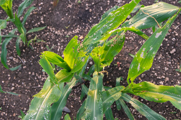 Corn leaf damage by insect and pest, Corn leaf damaged by fall armyworm Spodoptera frugiperda.Corn leaves attacked by worms