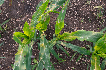 Corn leaf damage by insect and pest, Corn leaf damaged by fall armyworm Spodoptera frugiperda.Corn leaves attacked by worms