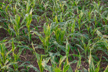 Corn leaf damage by insect and pest, Corn leaf damaged by fall armyworm Spodoptera frugiperda.Corn leaves attacked by worms