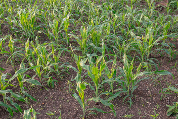 Corn leaf damage by insect and pest, Corn leaf damaged by fall armyworm Spodoptera frugiperda.Corn leaves attacked by worms