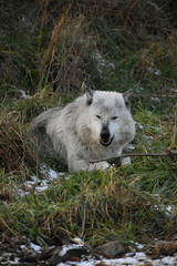 Obraz premium Animal