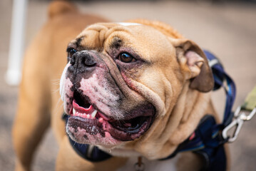 up close head shot of one english bull dog