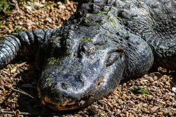 alligator in the swamp