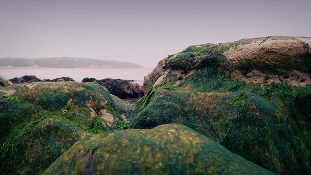 Seaweed Rocks By Shore In The Evening