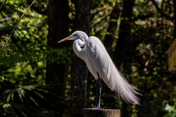 great egret