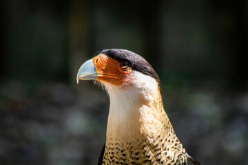 Crested caracara