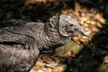 Black vulture