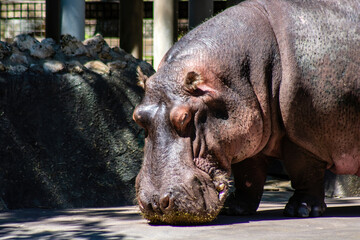 Nile hippo