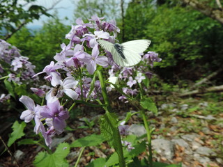 butterfly on the flowers