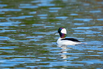 Iridescent Male Bufflehead Duck Swims on a Quiet Pond