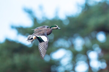 Male American Wigeon Preparing to Land in a Forest Pond