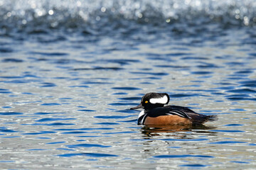 Handsome Male Hooded Merganser Duck Swims Past a Fountain Spray