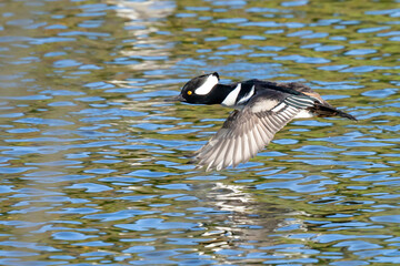 Handsome Male Hooded Merganser In Flight Over Reflected Fall Colors in a Quiet Pond