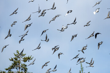 Rock Pigeons in Flight Formation Against a Blue Sky