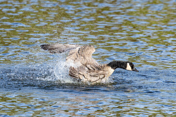 Canada Goose Making a Big Splash While Bathing