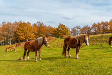 Mount Erlaitz with beautiful horses in freedom in the town of Irun, Gipuzkoa. Basque Country