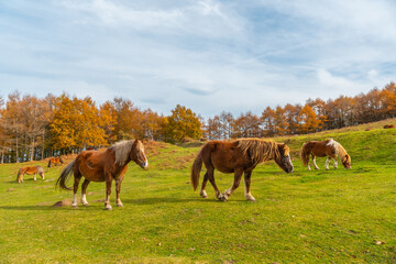 Fototapeta na wymiar Mount Erlaitz with beautiful horses in freedom in the town of Irun, Gipuzkoa. Basque Country