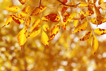 yellow autumn leaves on the tree
