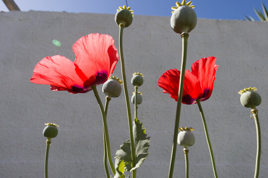 Amapolas rojas en un jard&iacute;n con sol y fondo de pared blanca y c&eacute;sped