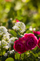 red rose bush