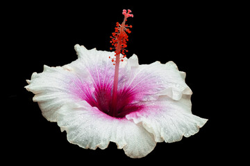 hibiscus flower © gillianvann