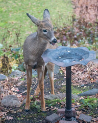 A fawn is standing besides a fountain and drinking water