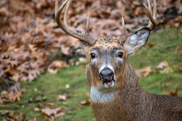 Whitetail Deer Buck - close portrait in a natural setting	
