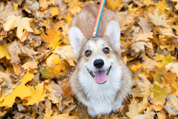 Photos of a corgi dog on a walk in the park in autumn