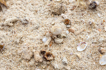 Hermit crab get out from shell to explores the environment in local Seychelle beach