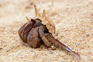 Hermit crab get out from shell to explores the environment in local Seychelle beach